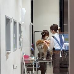 うちの子、いい香りになりました🐶💐