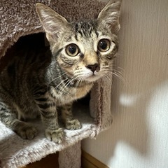 ★里親募集中★ 甘えんぼアピールが上手♡すずめちゃん