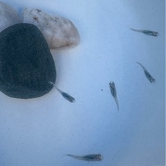 深海メダカ幼魚〜若魚の画像
