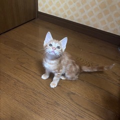 アメショミックスの茶トラのメスちゃん♡