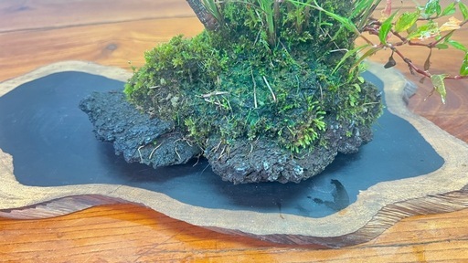 No.5 山野草寄せ植えの石付き盆栽