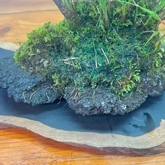 No.5 山野草寄せ植えの石付き盆栽の画像