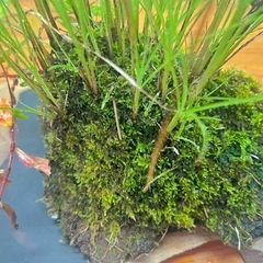 No.5 山野草寄せ植えの石付き盆栽の画像