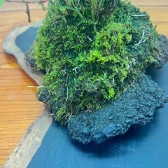 No.5 山野草寄せ植えの石付き盆栽の画像