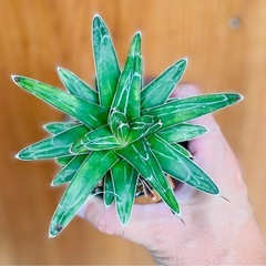 🉐値下！良型！アガベ　笹の雪　ムチムチに引き締まったひと株です。多肉植物　の画像