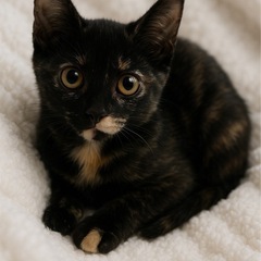 綺麗すぎるさび猫さん♡子猫だらけの里親会に参加します