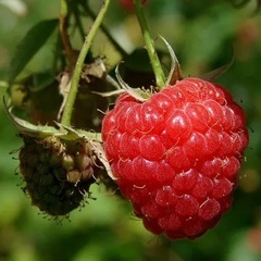 果樹苗木
の画像