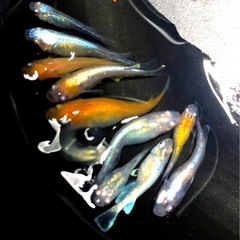 🧿KIRIYUメダカ若魚15+α【計18匹 】光体形個体の画像