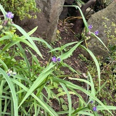 紫の花が咲きますの画像