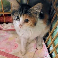 キューティミケちゃん♡