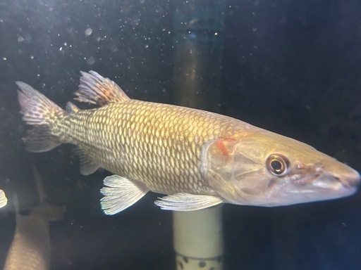 アフリカンパイクカラシン