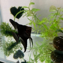 熱帯魚 エンゼルフィッシュ 
黒の画像