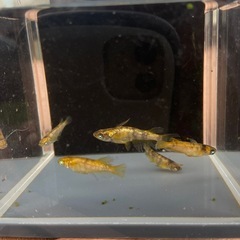 メダカ　金閣　成魚、若魚　5匹+αの画像
