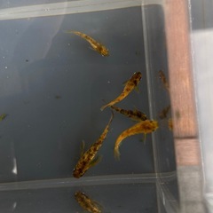 メダカ　金閣　成魚、若魚　5匹+αの画像