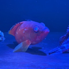 近海魚　アカハタ　の画像