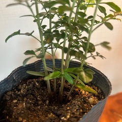 観葉植物　シマトリネコ苗　発根済みの画像