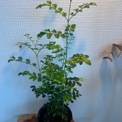 観葉植物　シマトリネコ苗　発根済みの画像