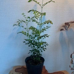 観葉植物　シマトリネコ苗　発根済みの画像