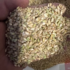 令和7年産くず米鳥のエサ10kg    の画像