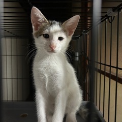 子猫の里親募集中💕