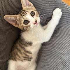★里親募集中★ 愛嬌たっぷり甘えんぼ♡つぐみちゃん