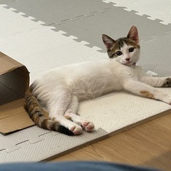 子猫の里親募集中です