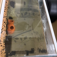 ヒドジョウとタニシの画像