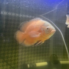 熱帯魚の画像