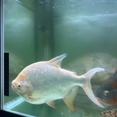 熱帯魚の画像