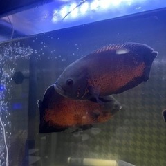 熱帯魚の画像