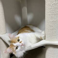 in名古屋市☆子猫もいっぱい☆保護猫達をオウチに迎えよう☆202...