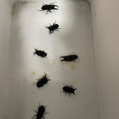 クワガタ50匹以上の画像