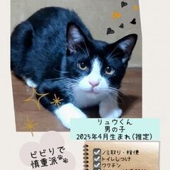 ４ヶ月くらぃのハチワレ(雄)と黒猫(雌)さんの里親さん急募…