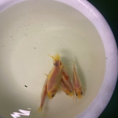 杭全鮒金くいたふなきん5匹