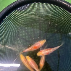 杭全鮒金くいたふなきん5匹の画像