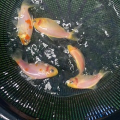 杭全鮒金くいたふなきん5匹の画像