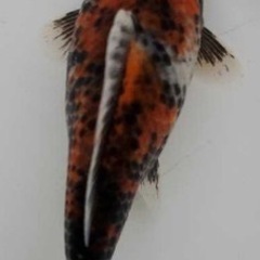 杭全鮒金くいたふなきん5匹の画像