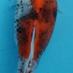 杭全鮒金くいたふなきん5匹の画像