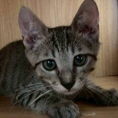 in岡崎市☆子猫もいっぱい☆保護猫達をオウチに迎えよう☆2…