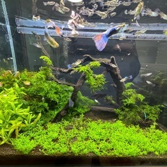 熱帯魚    グッピーの画像