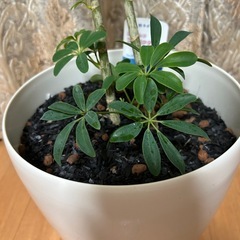 【観葉植物】シェフレラ　
カポックの画像