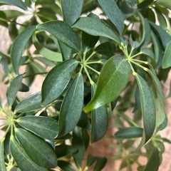 【観葉植物】シェフレラ　
カポックの画像