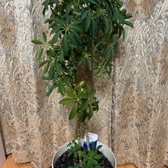 【観葉植物】シェフレラ　
カポックの画像