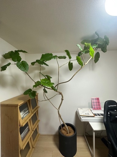 観葉植物 大型サイズ（直接引き取り限定）