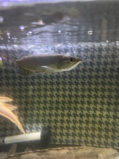 ノーザンバラムンディ