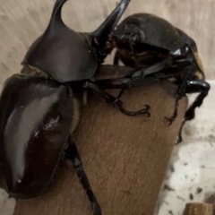 国産カブトムシ卵5個の画像