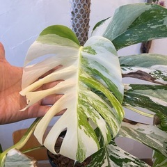 モンステラホワイトタイガー　T様の画像