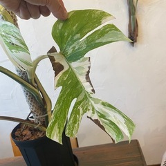 モンステラホワイトタイガー　T様の画像