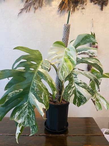 モンステラホワイトタイガー　T様