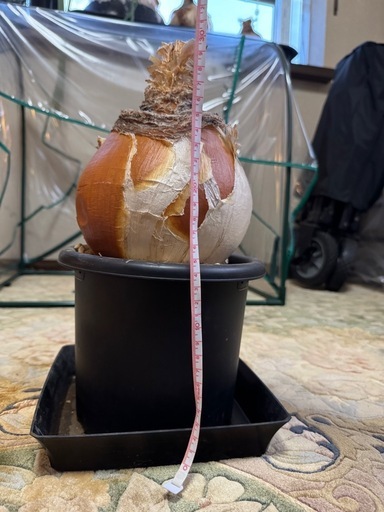 ブーファンハエマンソイデス